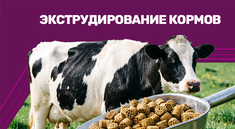 Экструдирование кормов: как глубокая переработка зерна и сои повышает надои, привесы и снижает себестоимость Экструдирование кормов: как глубокая переработка зерна и сои повышает надои, привесы и снижает себестоимость