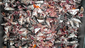 Производство экструдированных кормов из рыбных отходов