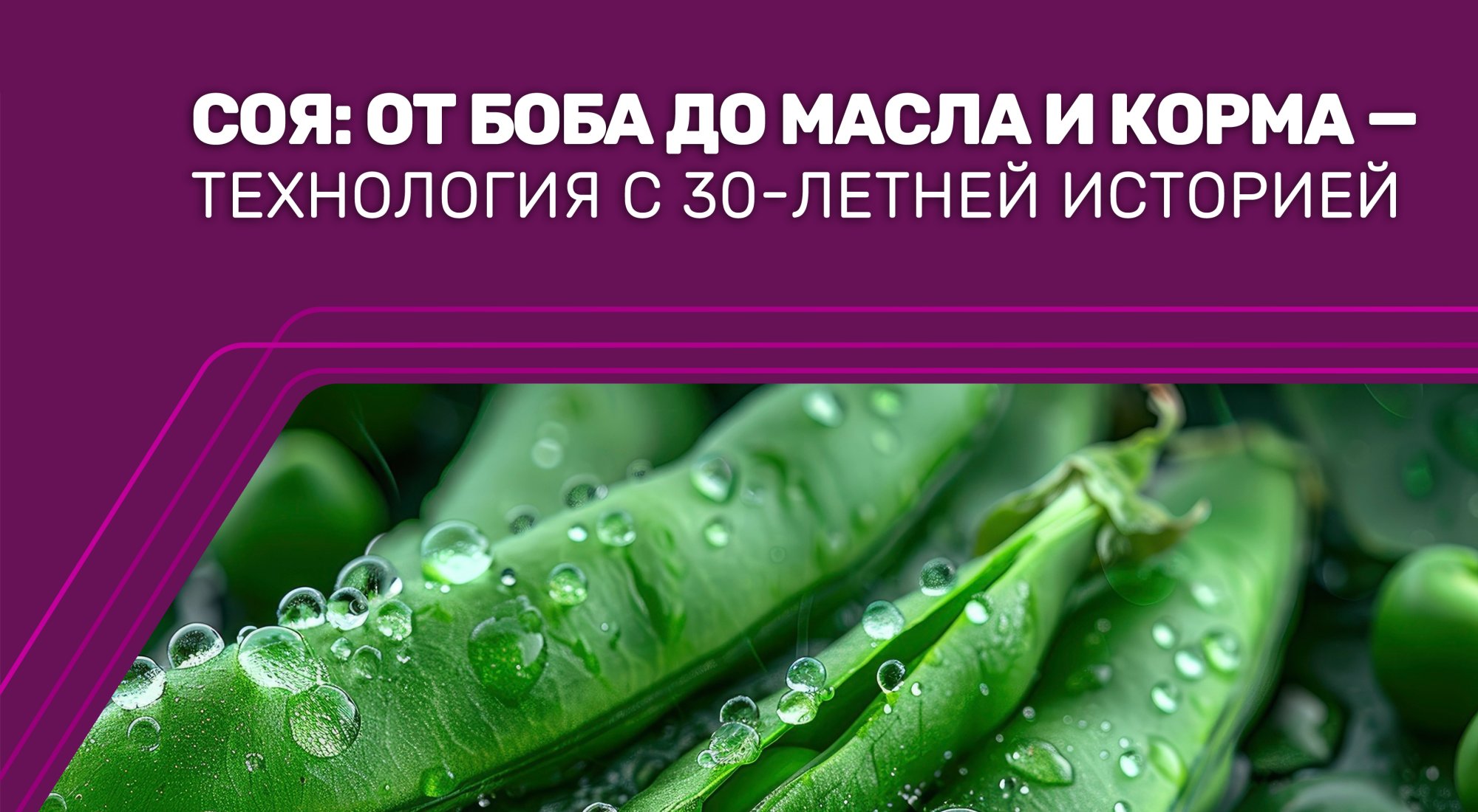 СОЯ: ОТ БОБА ДО МАСЛА И КОРМА — ТЕХНОЛОГИЯ С 30-ЛЕТНЕЙ ИСТОРИЕЙ СОЯ: ОТ БОБА ДО МАСЛА И КОРМА — ТЕХНОЛОГИЯ С 30-ЛЕТНЕЙ ИСТОРИЕЙ