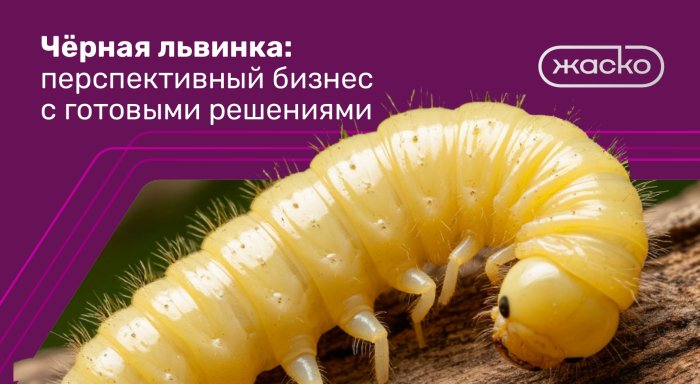 Чёрная львинка: перспективный бизнес с готовыми решениями