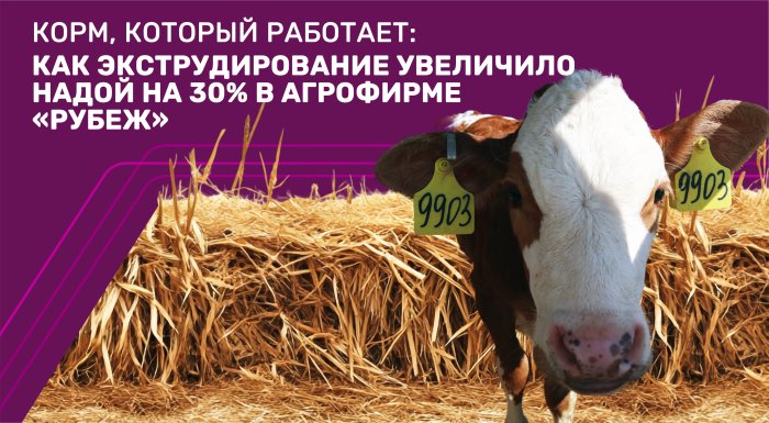 Корм, который работает: как экструдирование увеличило надой на 30% в агрофирме «Рубеж»