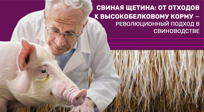 Свиная щетина: от отходов к высокобелковому корму — революционный подход в свиноводстве