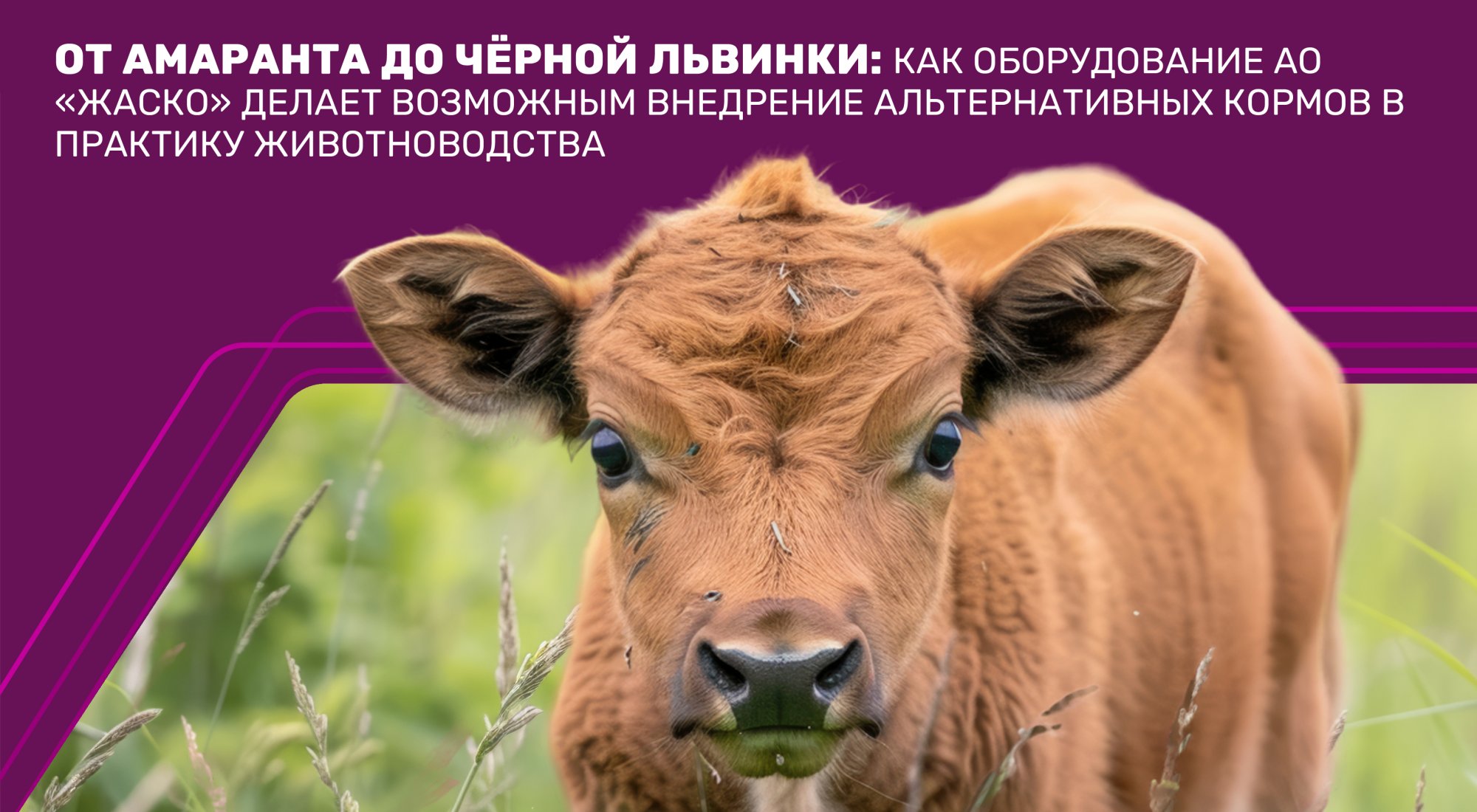От амаранта до чёрной львинки: как оборудование АО «ЖАСКО» делает возможным внедрение альтернативных кормов в практику животноводства От амаранта до чёрной львинки: как оборудование АО «ЖАСКО» делает возможным внедрение альтернативных кормов в практику животноводства