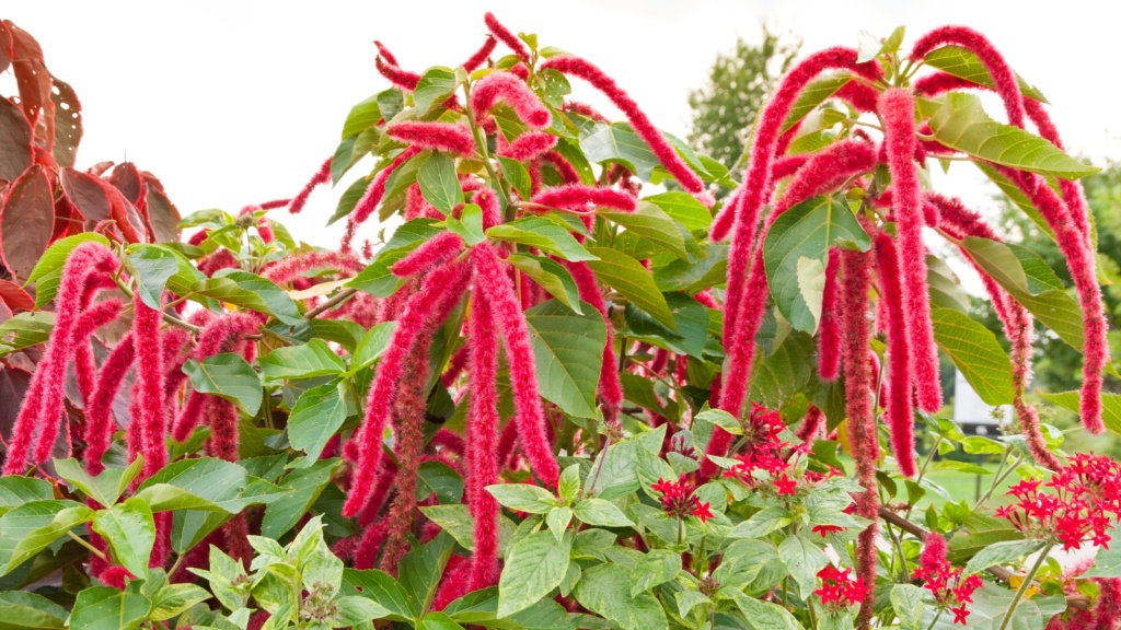 Amaranthus-Caudatus-flowers-known-as-Love-Lies-Bleeding.jpg
