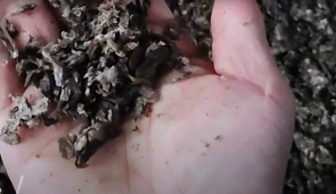 Жмых личинки чёрной львинки