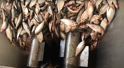 изготовление рыбной муки