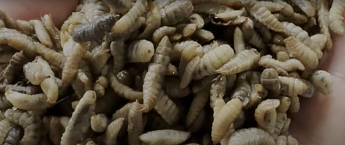 Личинка чёрной львинки